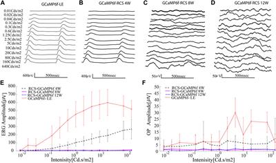 A novel GCaMP6f-RCS rat model for studying electrical stimulation in the degenerated retina